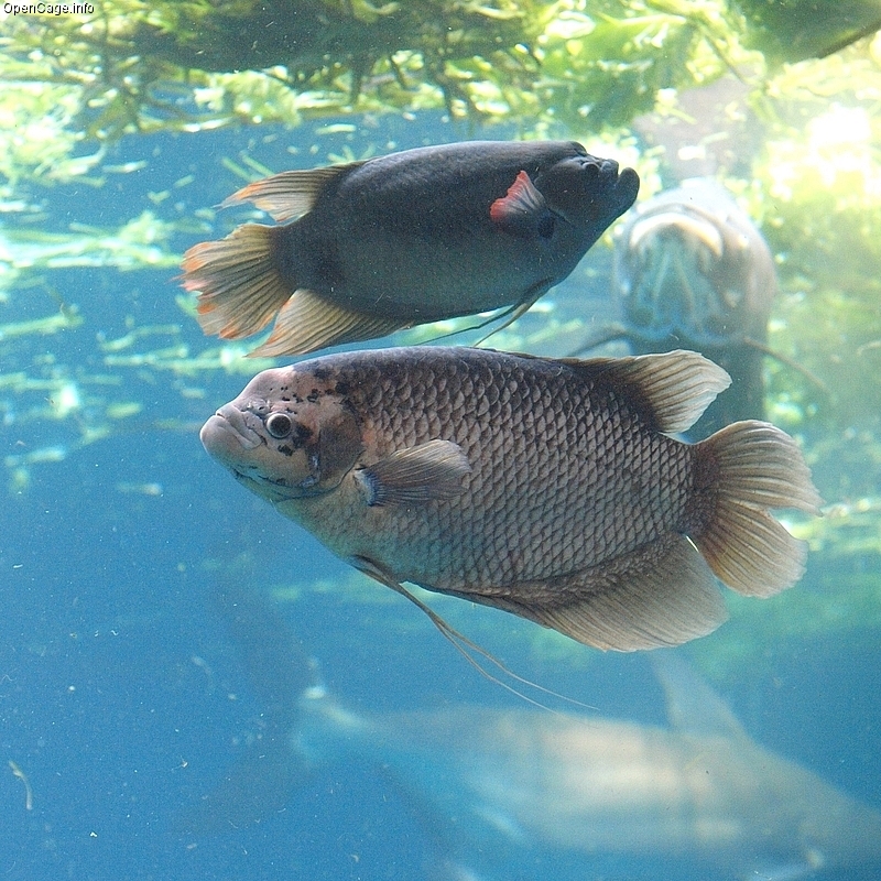 (Osphronemus) Род ОБЫКНОВЕННЫЕ ГУРАМИ 4 вида